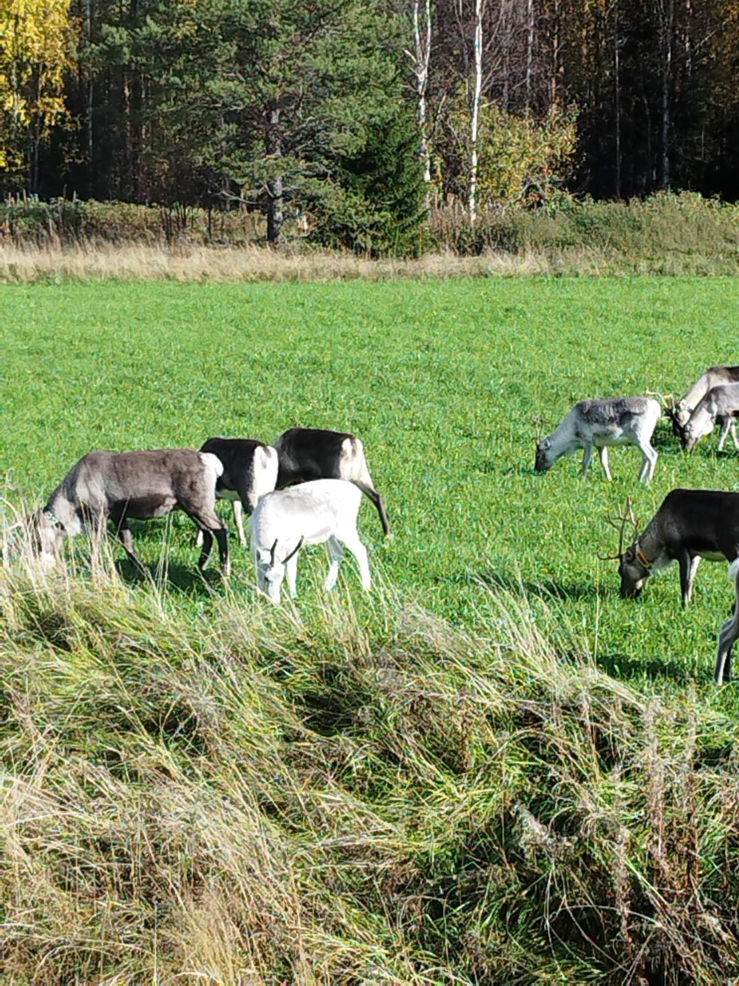 Вилла Arctic Ranch Overkalix Экстерьер фото